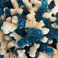 Mini Dolphins