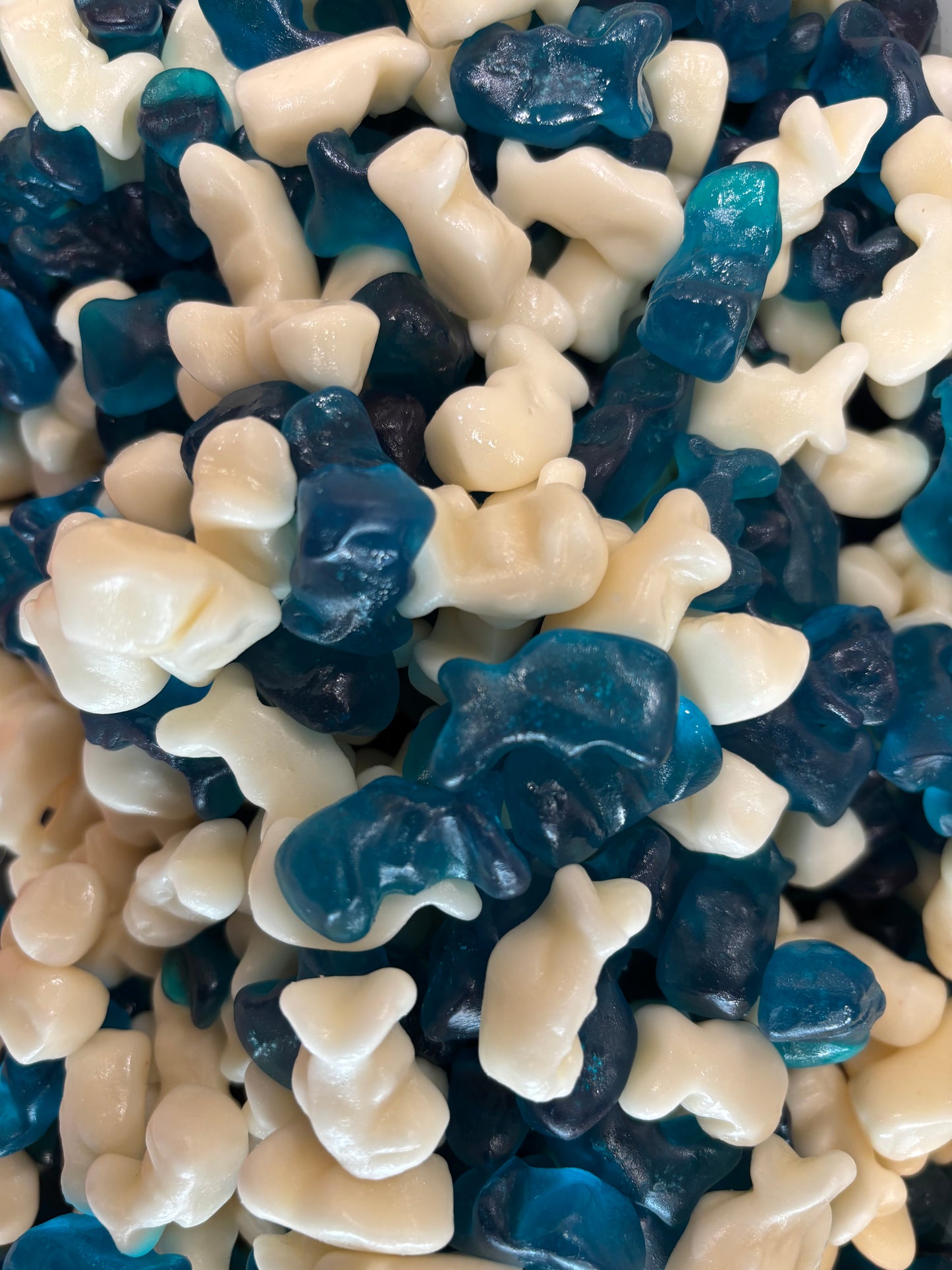 Mini Dolphins